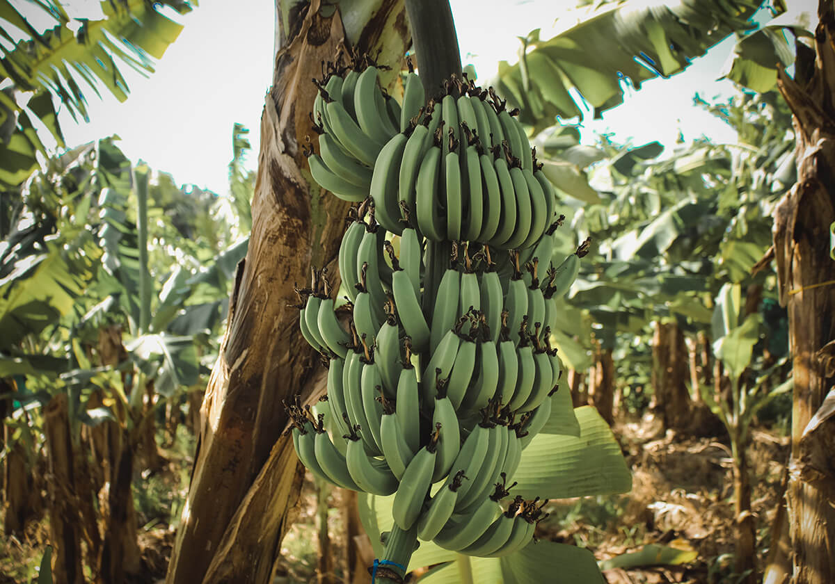 Peeling Back the History of Bananas