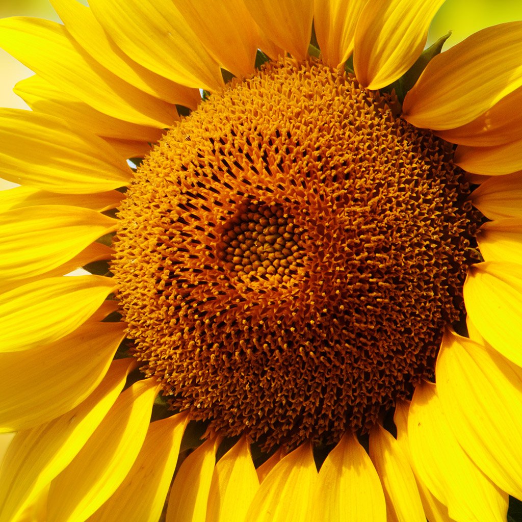 Sunflower Oil