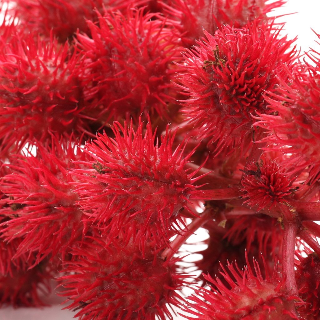 Castor oil