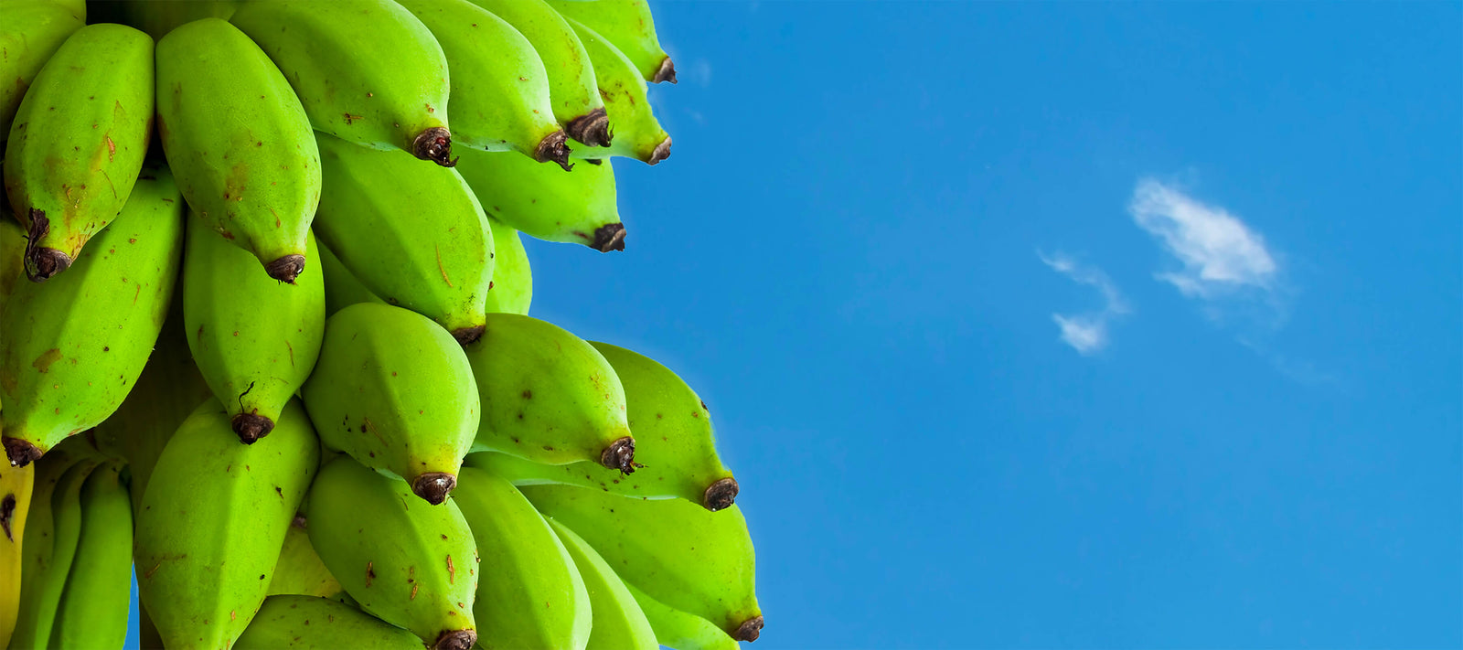 Green bananas against blue sky