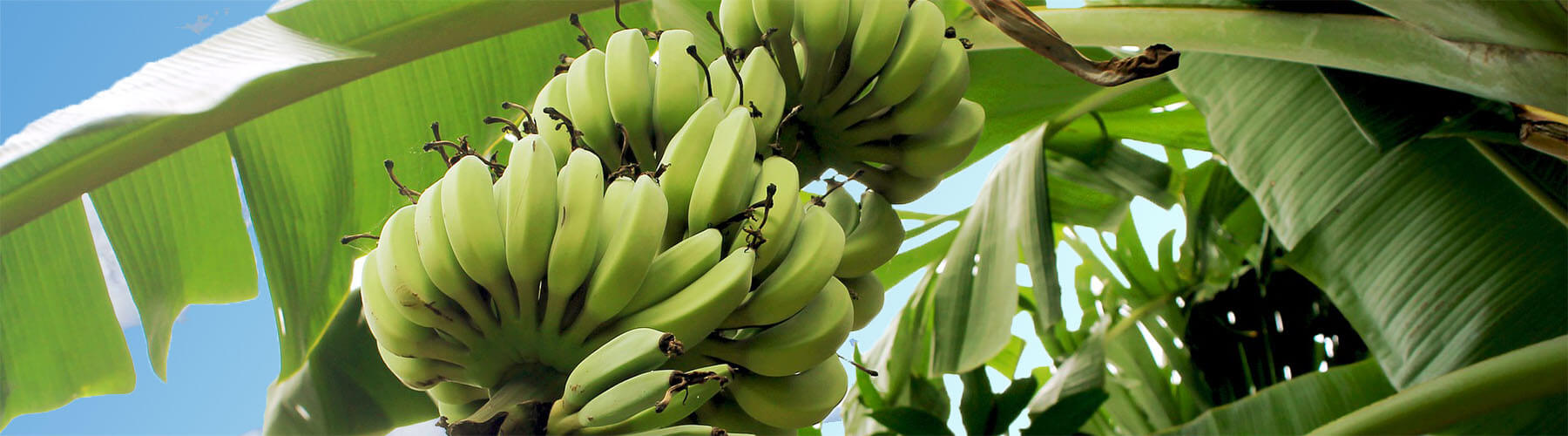 Kadalys is certified as organic, natural, vegan, cruelty-free