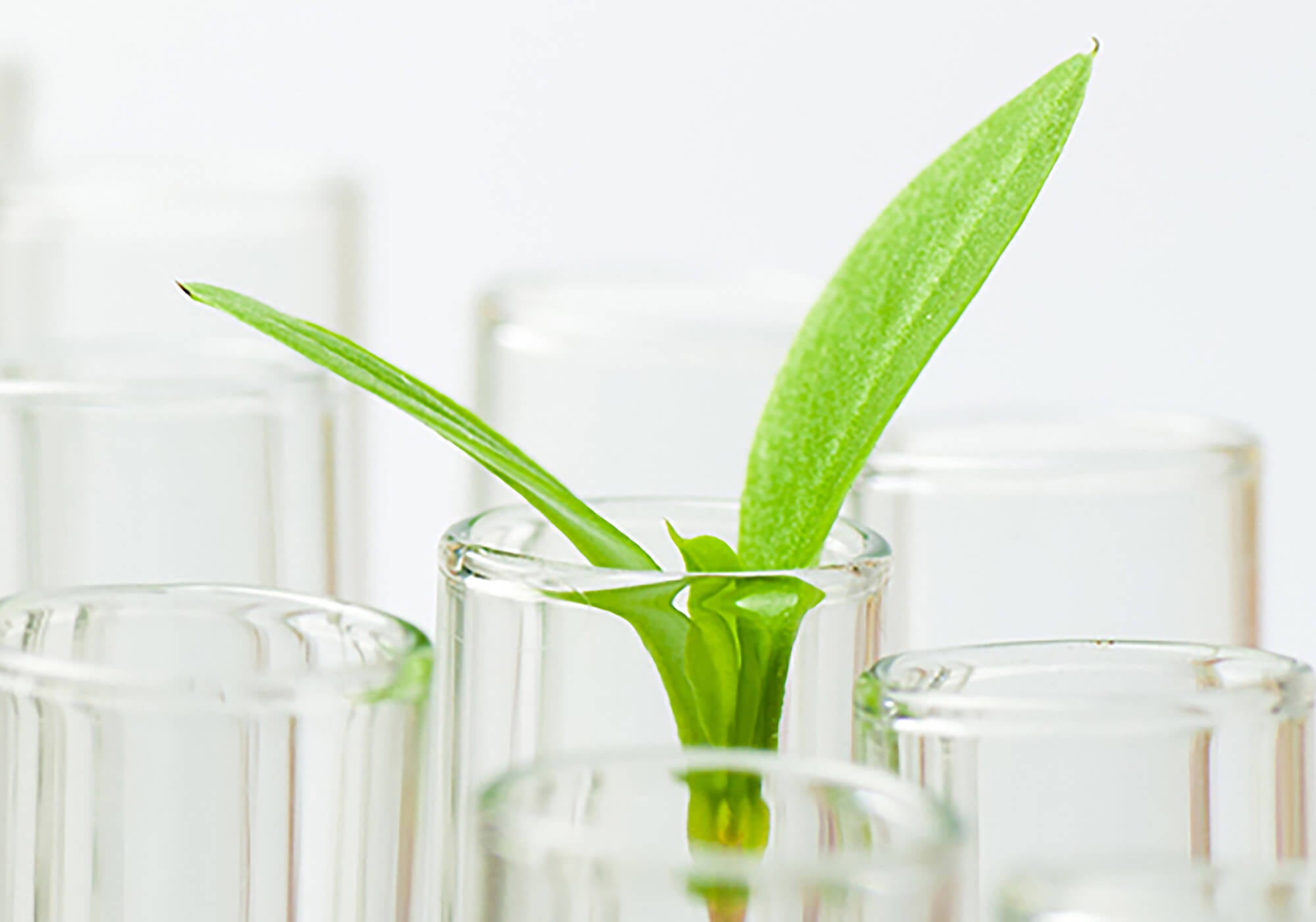 Image of natural ingredient in test tube to represent how Kadalys is free from toxic ingredients