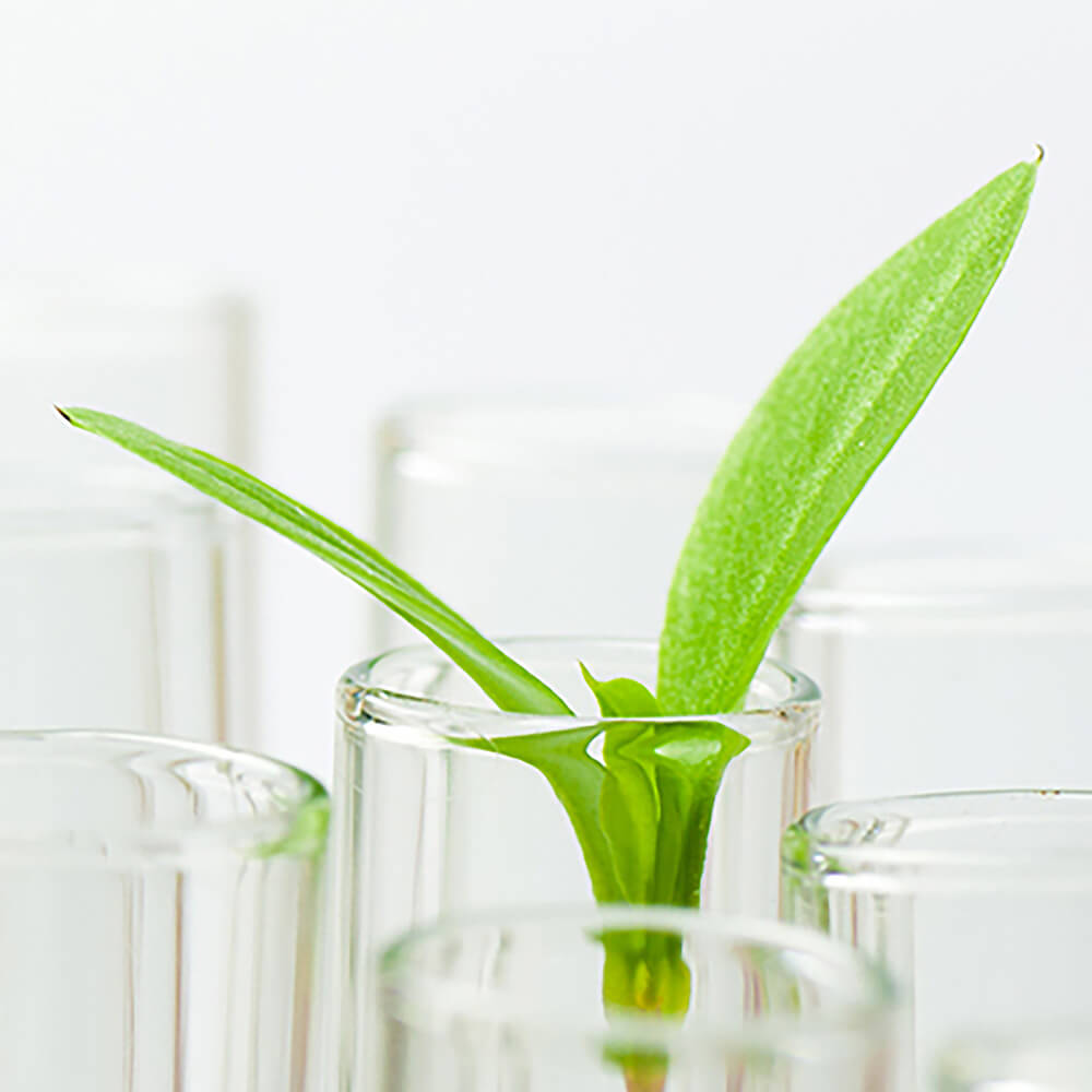 Image of natural ingredient in test tube to represent how Kadalys is free from toxic ingredients