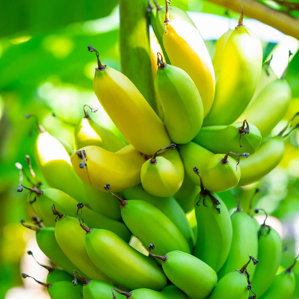 Sun-drenched Caribbean Organic Bananas