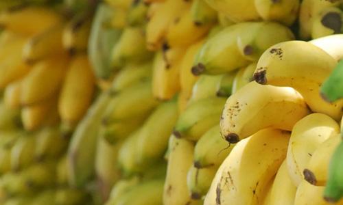 Our Banana Farming Partners