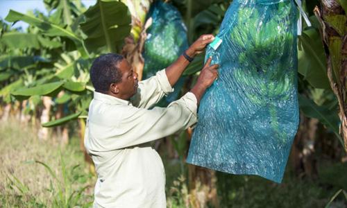 Our Banana Farming Partners