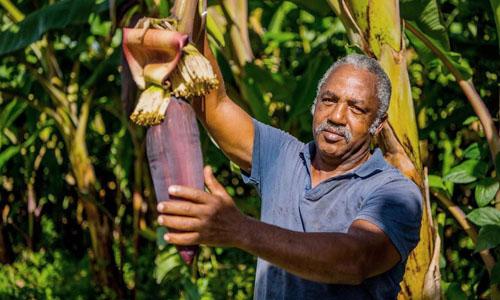 Our Banana Farming Partners