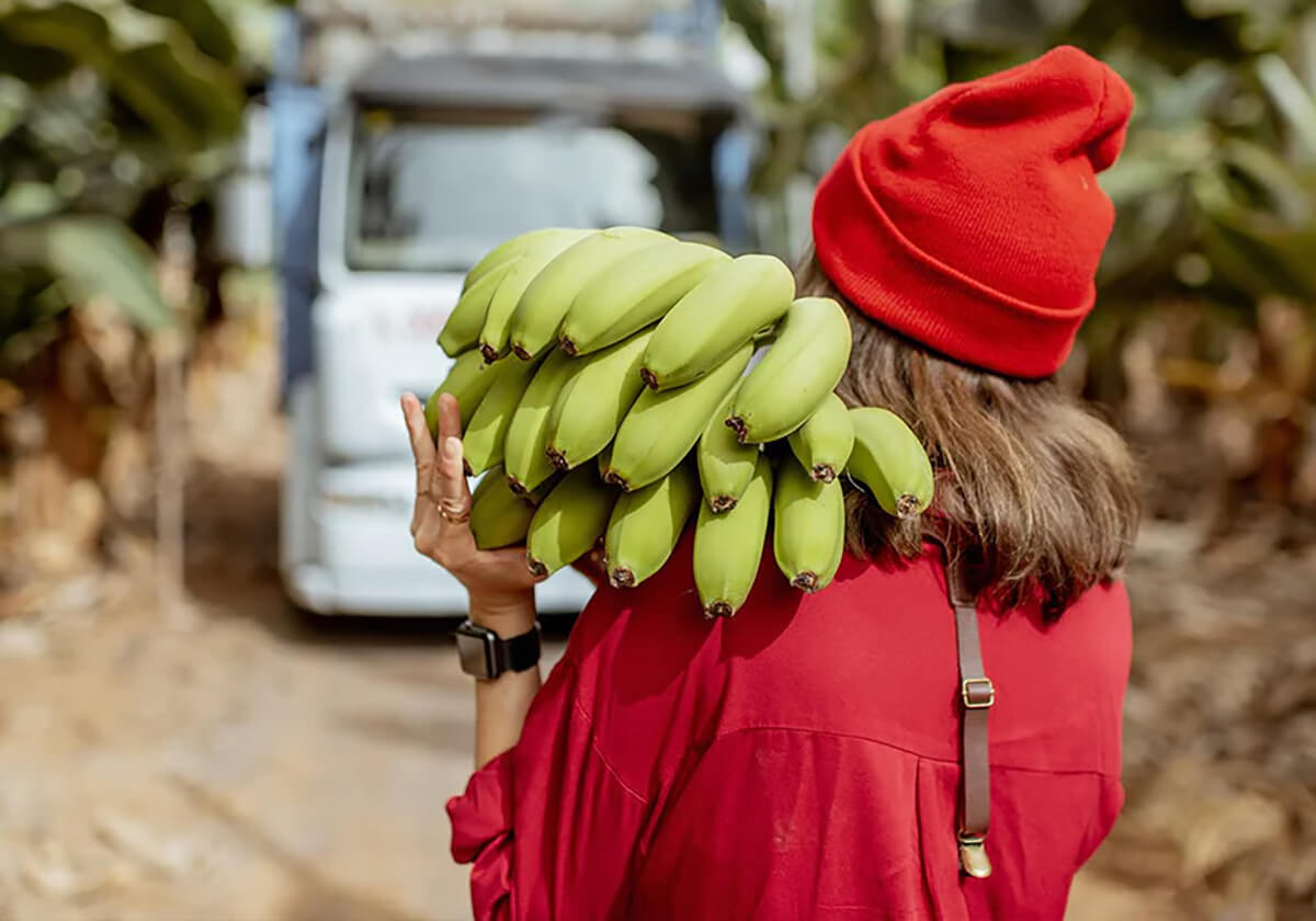 Banana Farmer in red shirt carrying green bananas with a blurred vehicle in the background