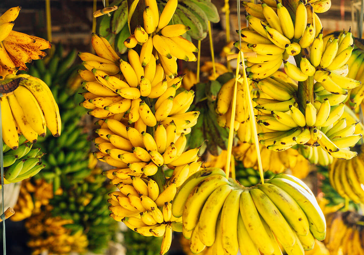 yellow banana tree images