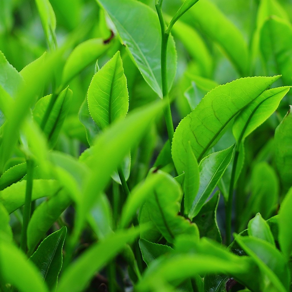 Green tea oil