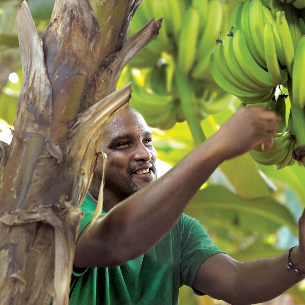 Kadalys Banana Planting Growing Organic Banana for Sustainable Skincare with banana benefits
