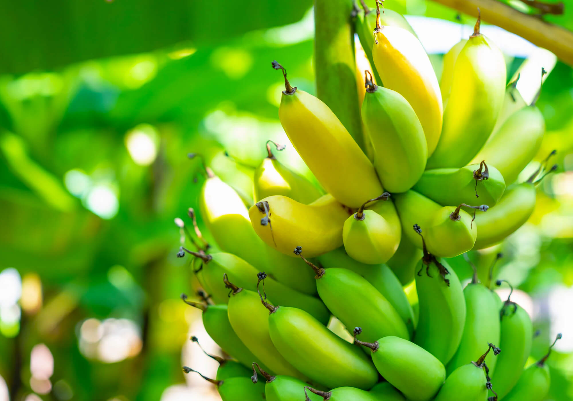 Sun-drenched Caribbean Organic Bananas