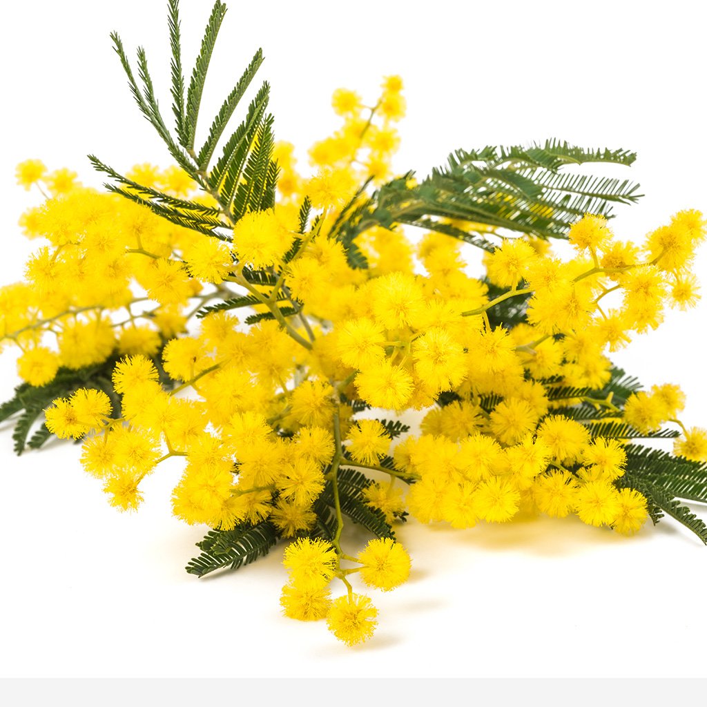 Image of mimosa